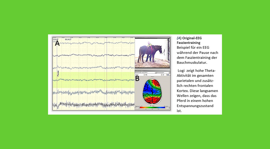 EEG Studie bestätigt die positive Wirkung von HORSE bodyforming